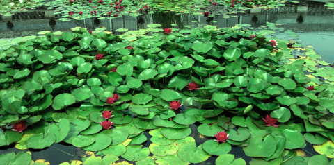 Lily Pond