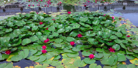 Lily Pond